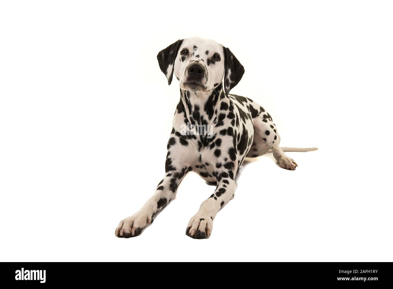 Dalmatian dog lying down looking at camera isolated on a white background Stock Photo