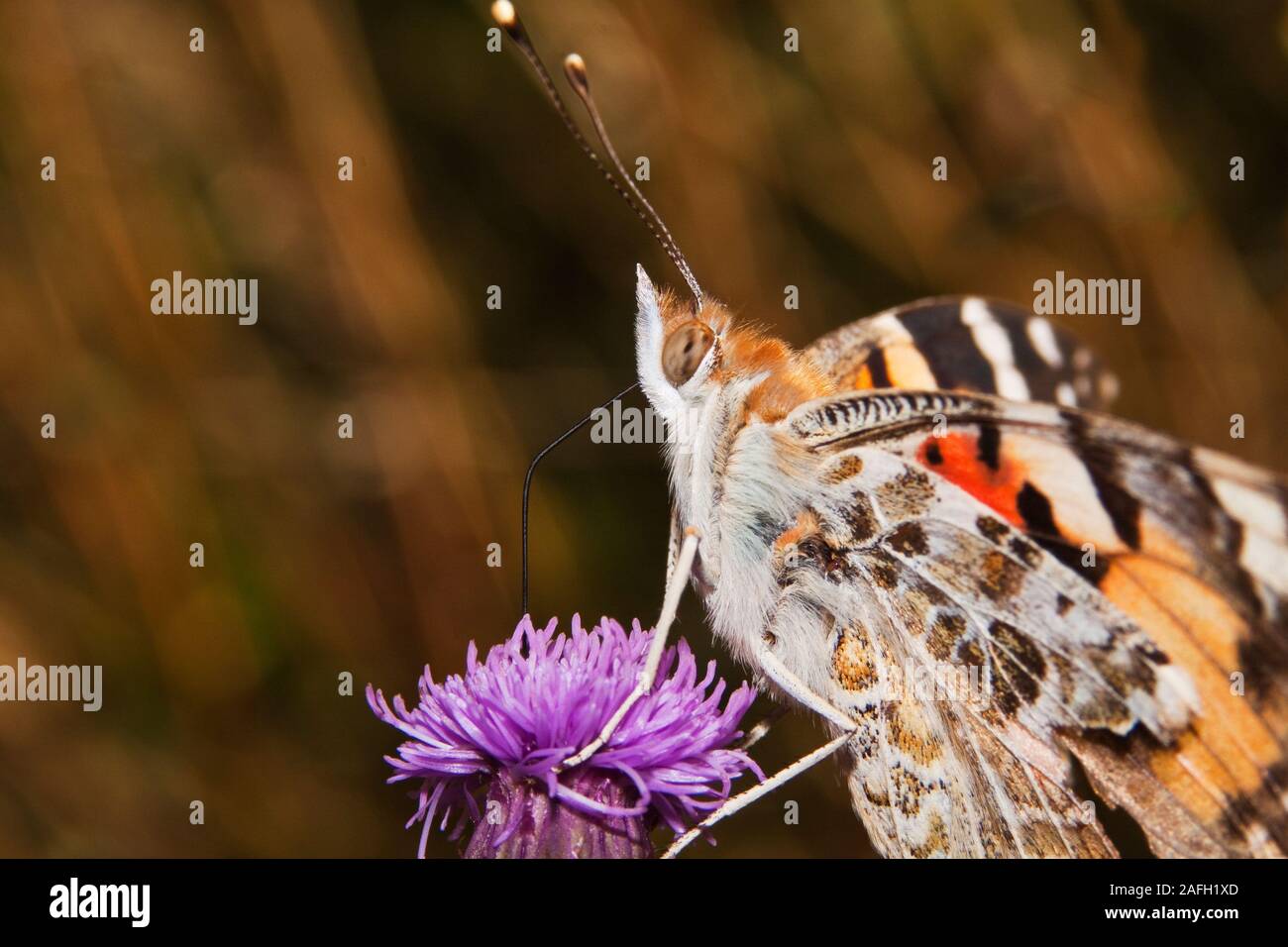 Knapweed up close hi-res stock photography and images - Alamy