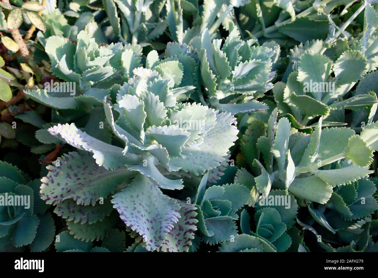 Dickblattgewächs Kalanchoe marmorata, Blätter, Kyrenia / Girne, Türkische Republik Nordzypern Stock Photo