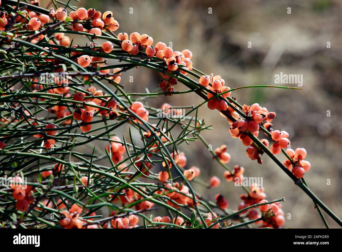 Meerträubel (Ephedra foeminea) mit roten, reifen Früchten, Bafra, Türkische Republik Nordzypern Stock Photo