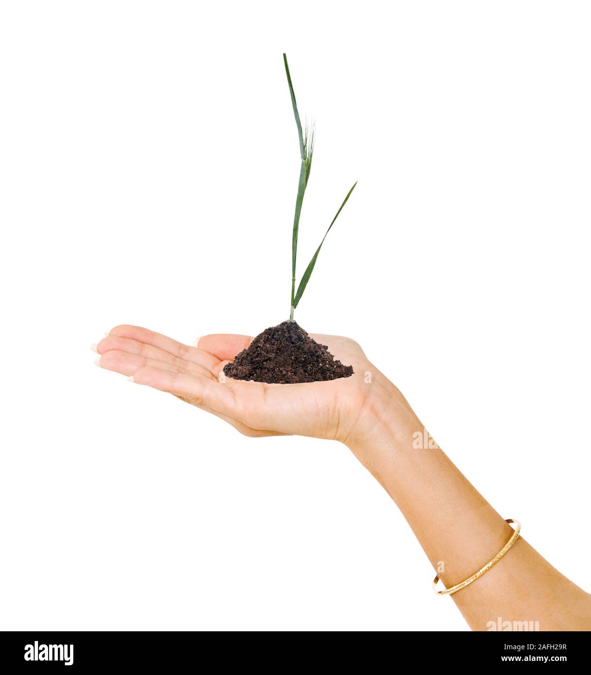 Farmer presenting wheat as a gift of agriculture Stock Photo Alamy