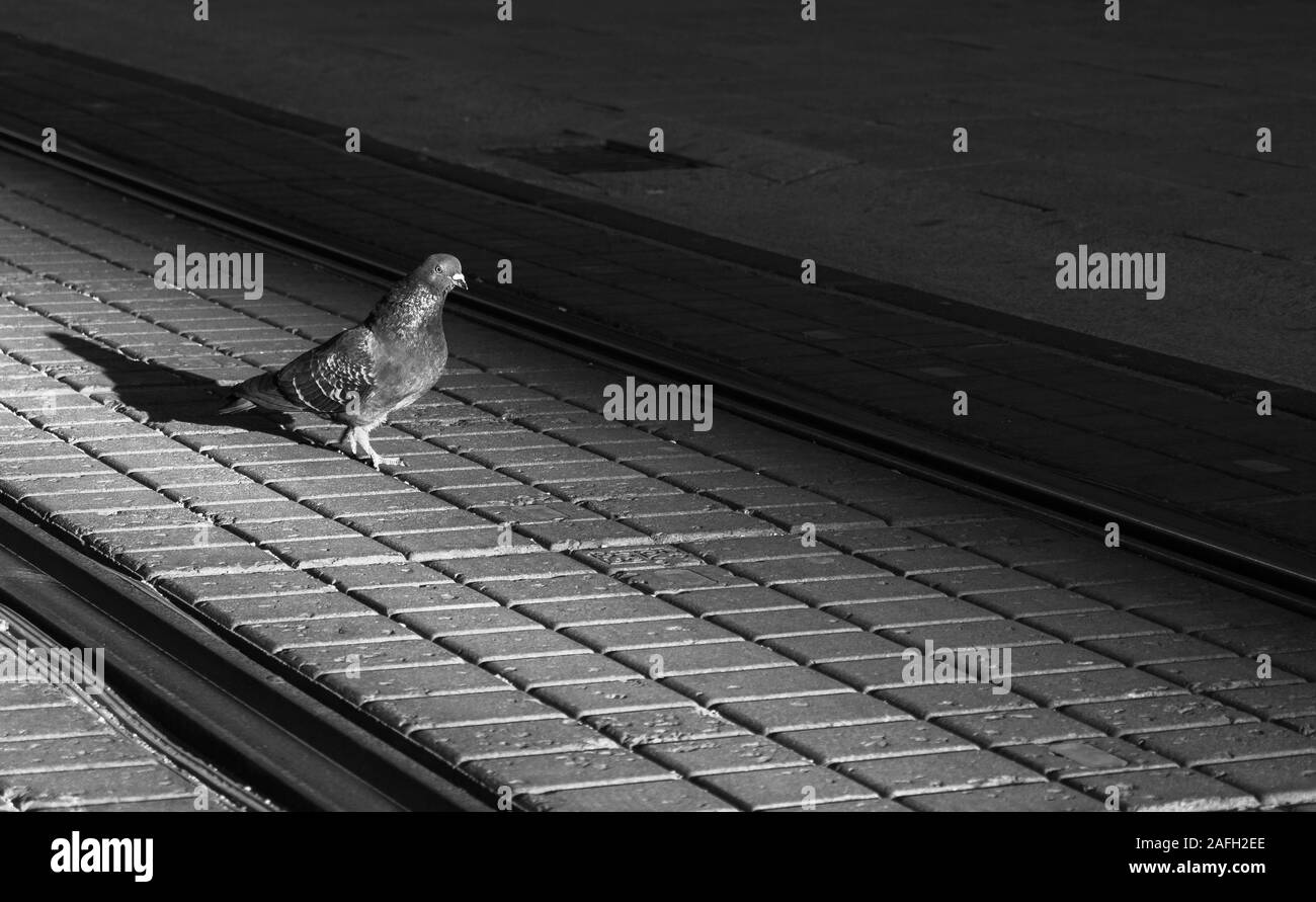 Greyscale shot of a pigeon on a train track during daytime Stock Photo