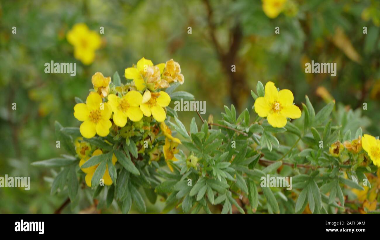 Selective focus shot of beautiful yellow sunroses with blurred background Stock Photo