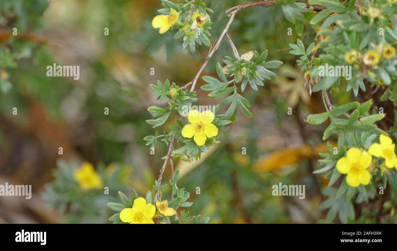Selective focus shot of beautiful yellow sunroses with blurred background Stock Photo