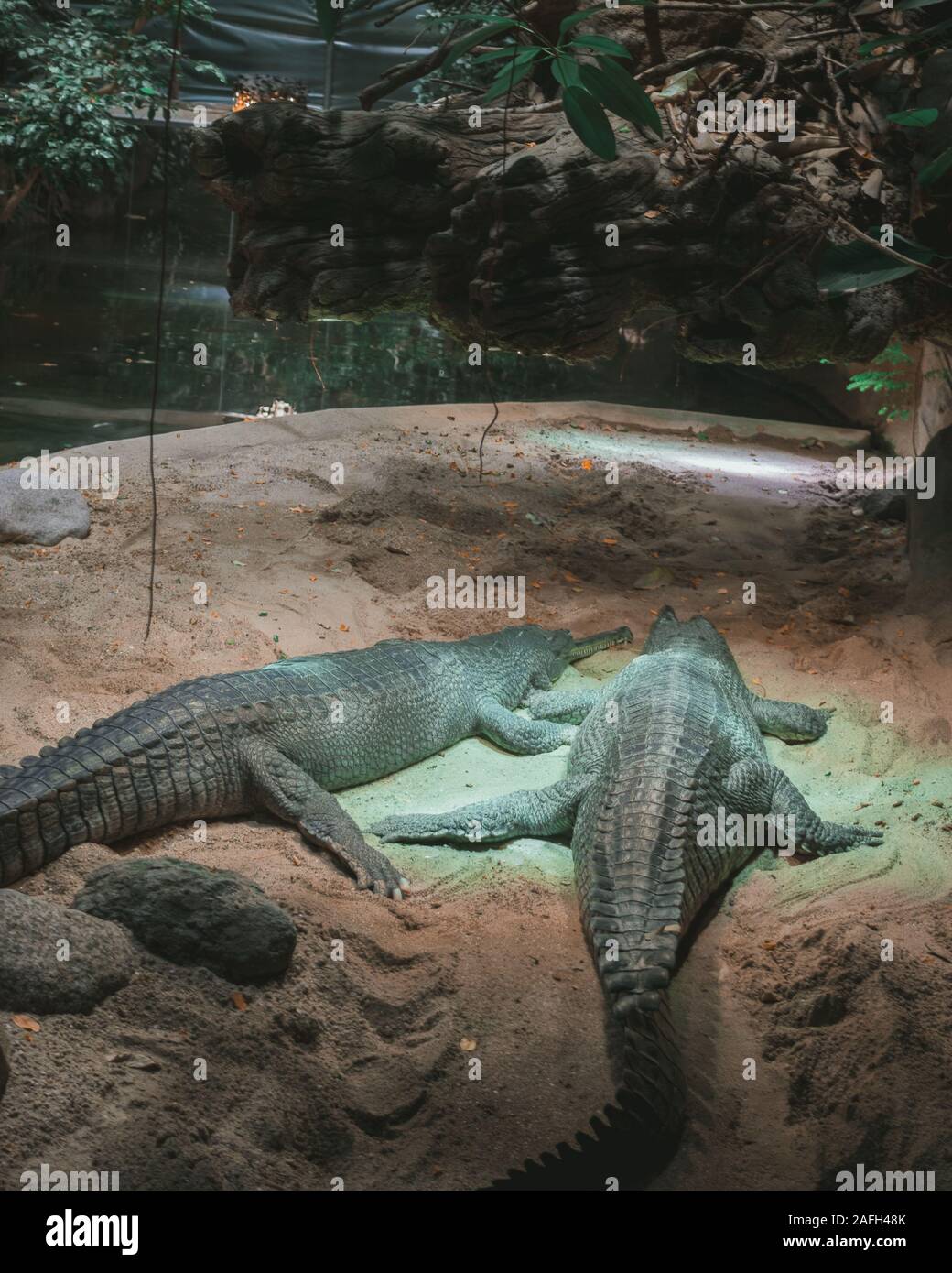 Vertical shot of alligators hanging out in an aquarium Stock Photo