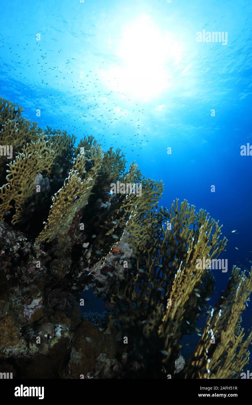 Fire coral (Millepora dichotoma) underwater in the coral reef Stock Photo