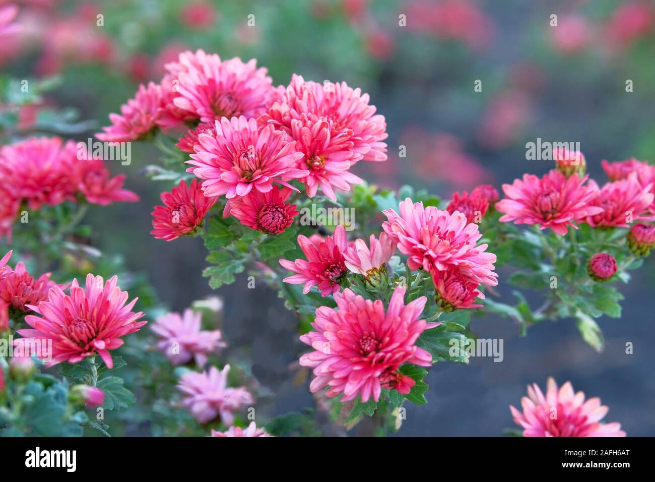 Chrysanthemum (Hardy Mums) flowers in botanical garden. Picturesque flower spray chrysanthemum. Stock Photo
