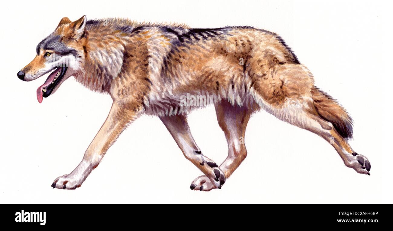 Grey Wolf (Canis lupus Stock Photo - Alamy