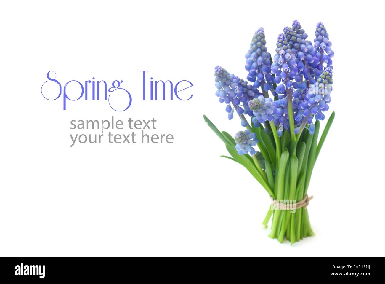 Grape Hyacinths Isolated On White Stock Photo