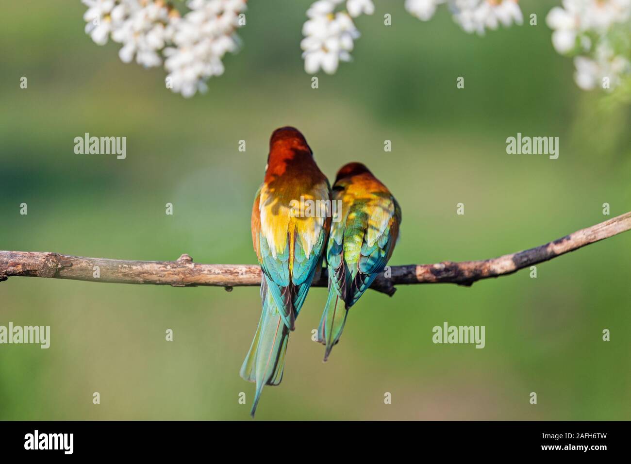 couple of colorful birds sit in the shade of white flowers Stock Photo