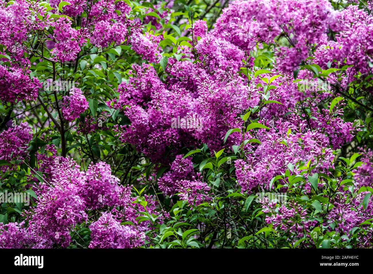 Purple lilac bush Syringa x chinensis bush purple garden Stock Photo