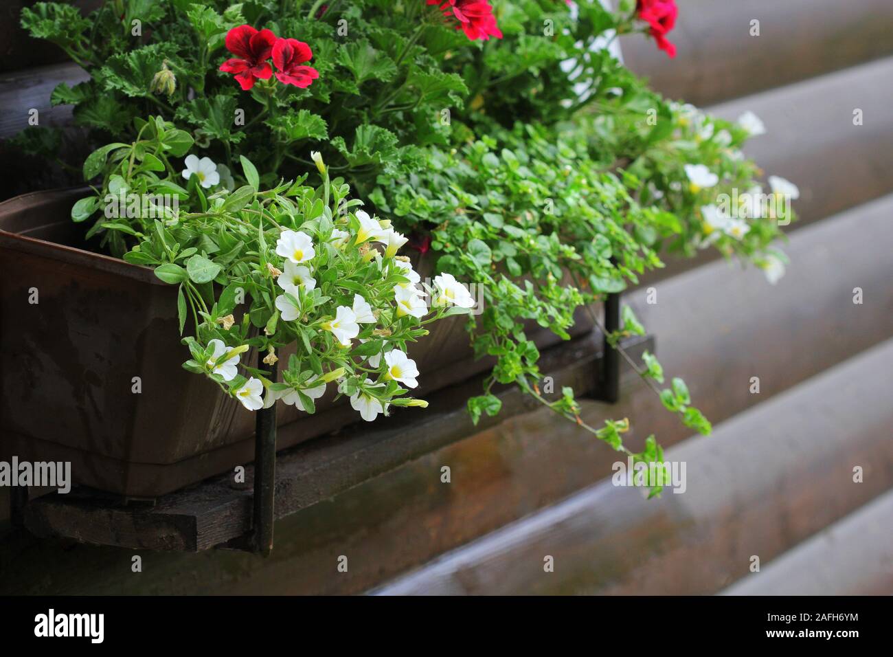 Red and white flowering plants in a flower box in the window sill . Geranium, petunia and bacopa flower growth in pot Stock Photo