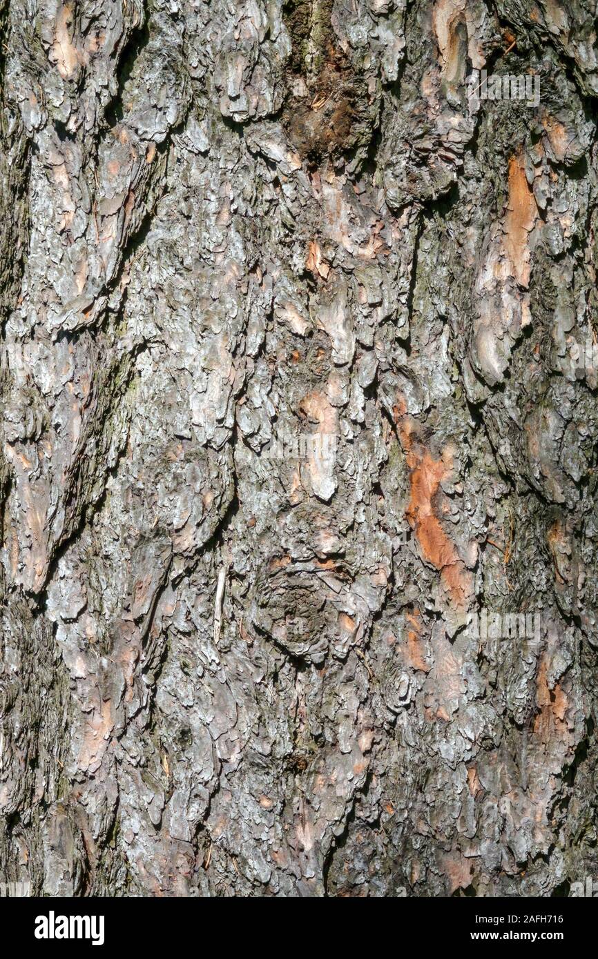 Larch Larix decidua Tree bark texture Stock Photo