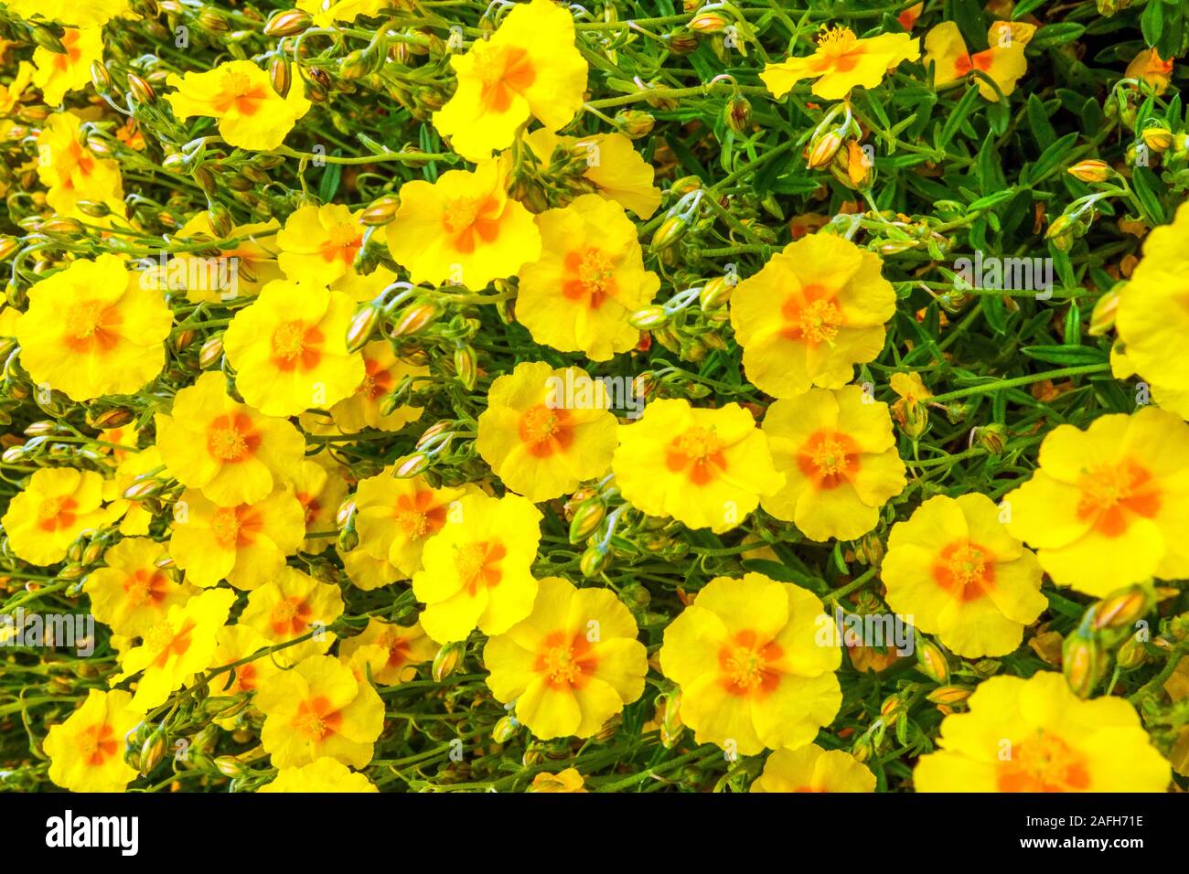 Helianthemum 'Ben Fhada' Summer Flowers Yellow Helianthemum Stock Photo