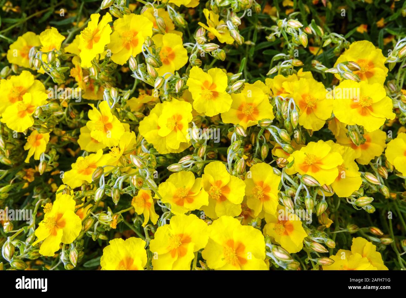 Yellow Helianthemum 'Ben Fhada' Stock Photo