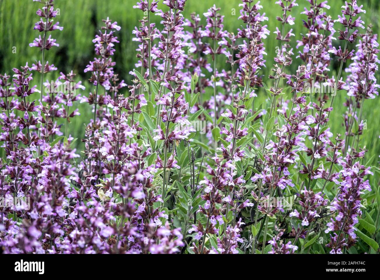Salvia blancoana Stock Photo