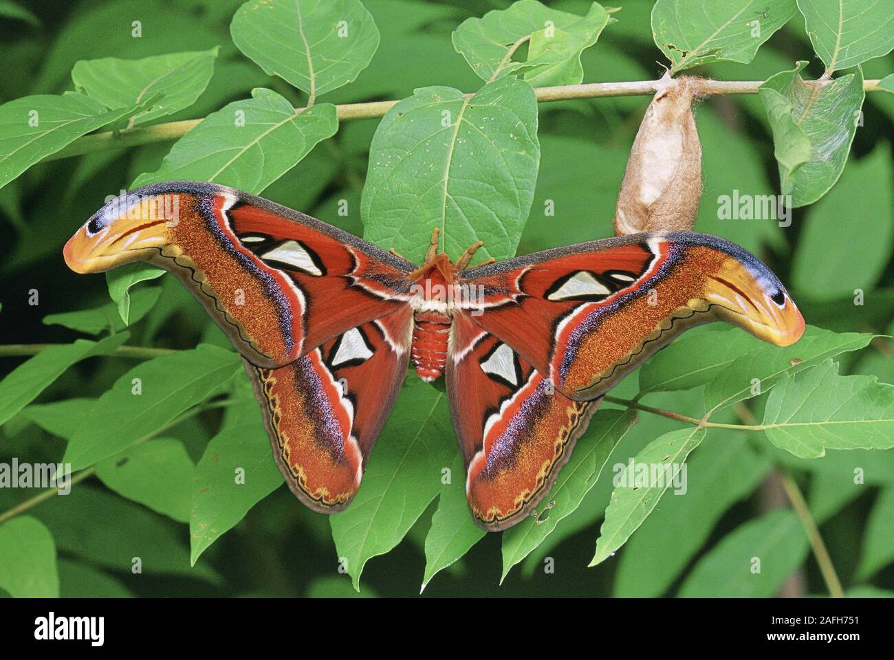 Atlas Moth (Attacus atlas) Newly emerged male with cocoon on Tree-of-Heaven. Stock Photo