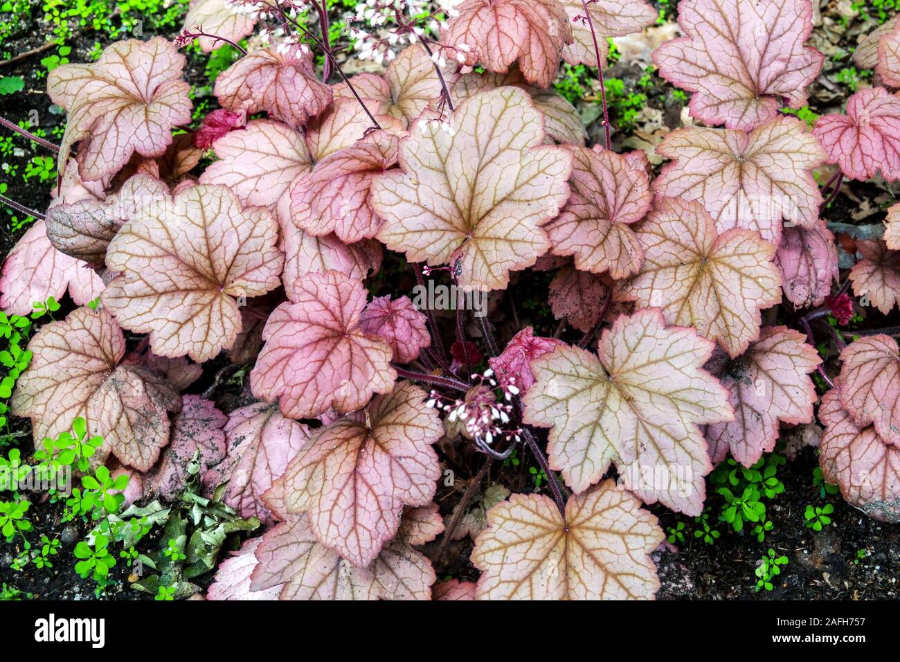 Heuchera georgia peach deals