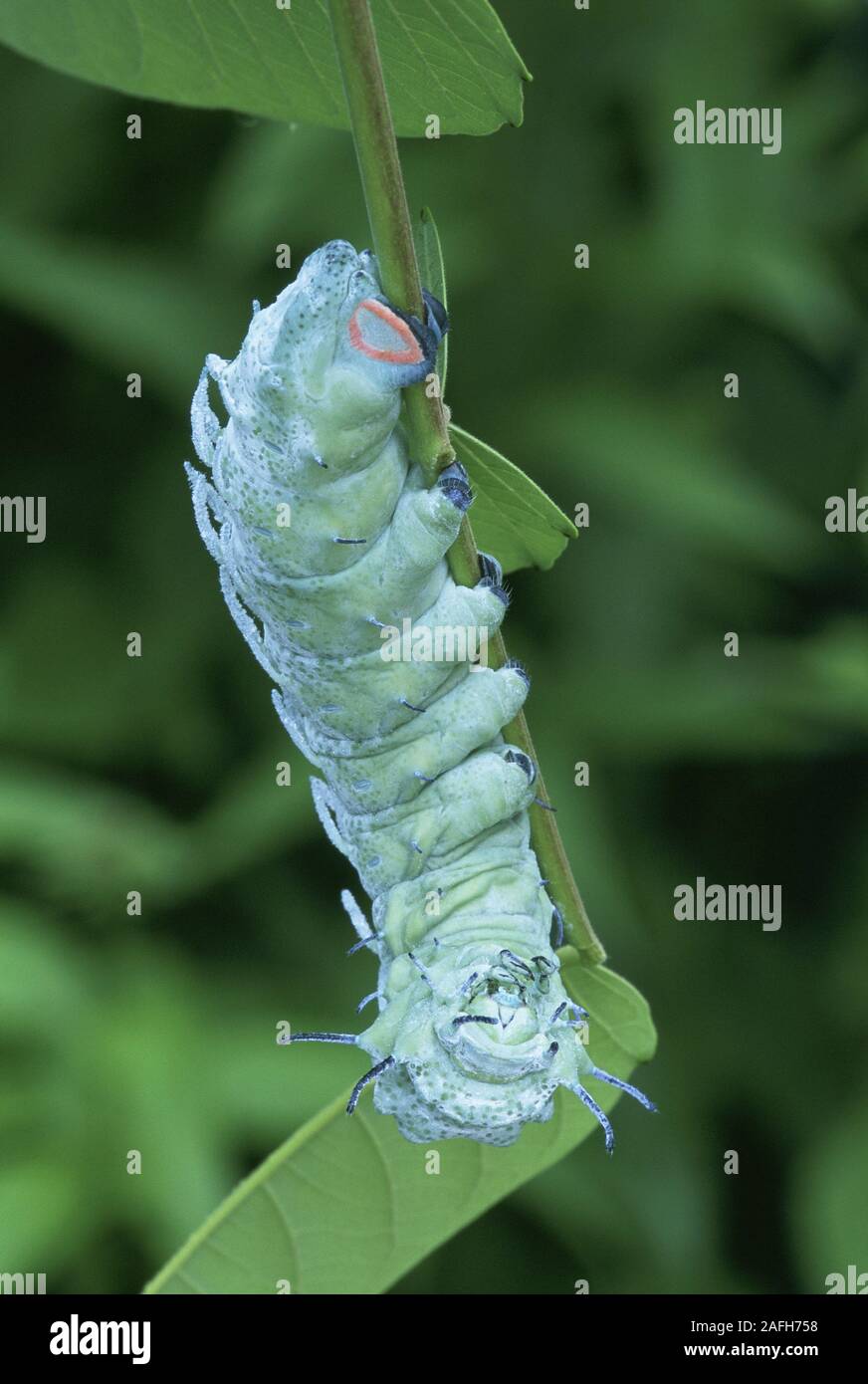 Atlas Moth (attacus atlas) Caterpillar feeding on Tree-of-Heaven. Stock Photo