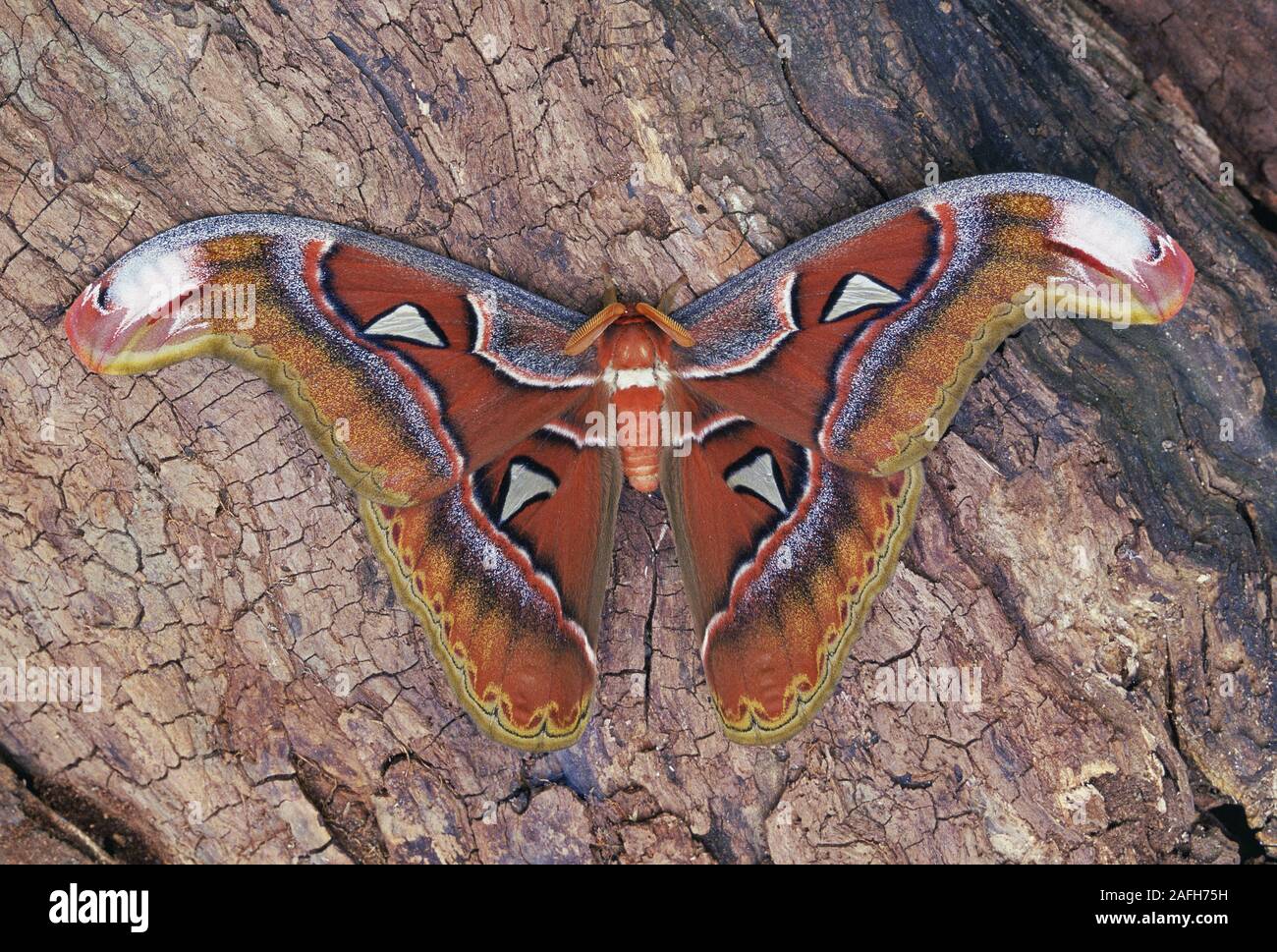 Atlas Moth (Attacus atlas) Male resting on long. Stock Photo