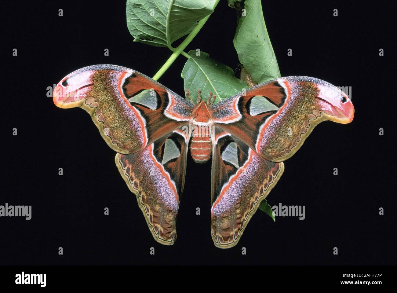 Lorquins Atlas Moth (Attacus lorquini) Newly enclosed female in the Philippines hanging on Tree-of-Heaven branch with leaf wrapped cocoon from which i Stock Photo