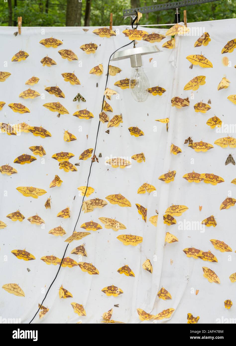 Moths attracted to light hires stock photography and images Alamy