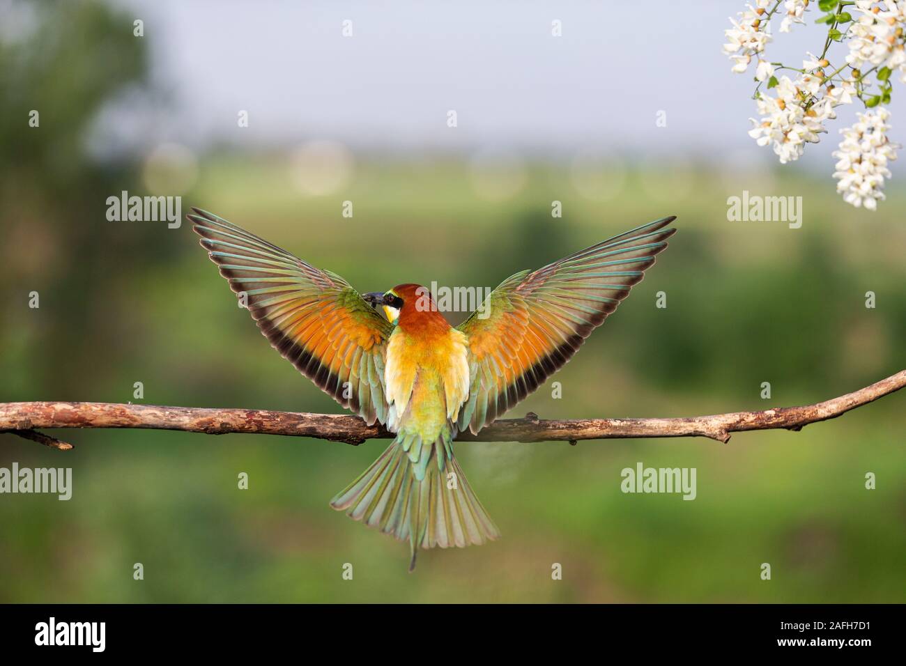bird of paradise with colored plumage spread its beautiful wings Stock