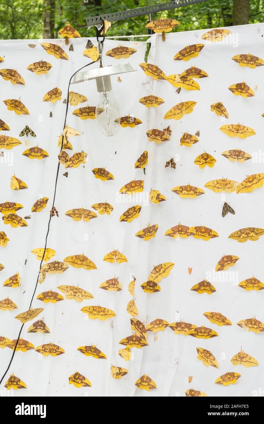 Moths attracted to light hires stock photography and images Alamy