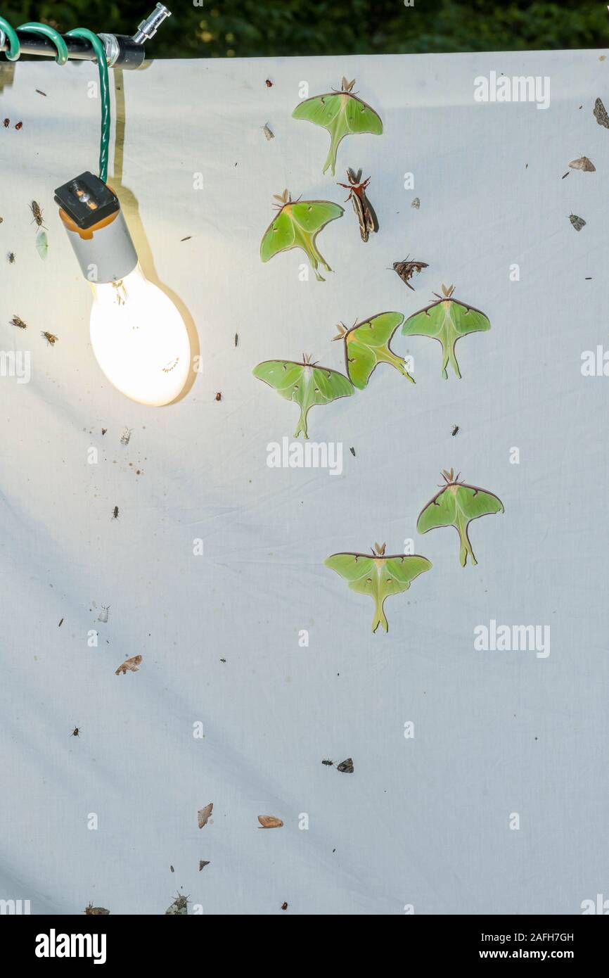 Large number of Luna Moths on sheet during a spring mercury vapor night lighting session near Congaree River, South Carolina. Also note the Cecropia M Stock Photo