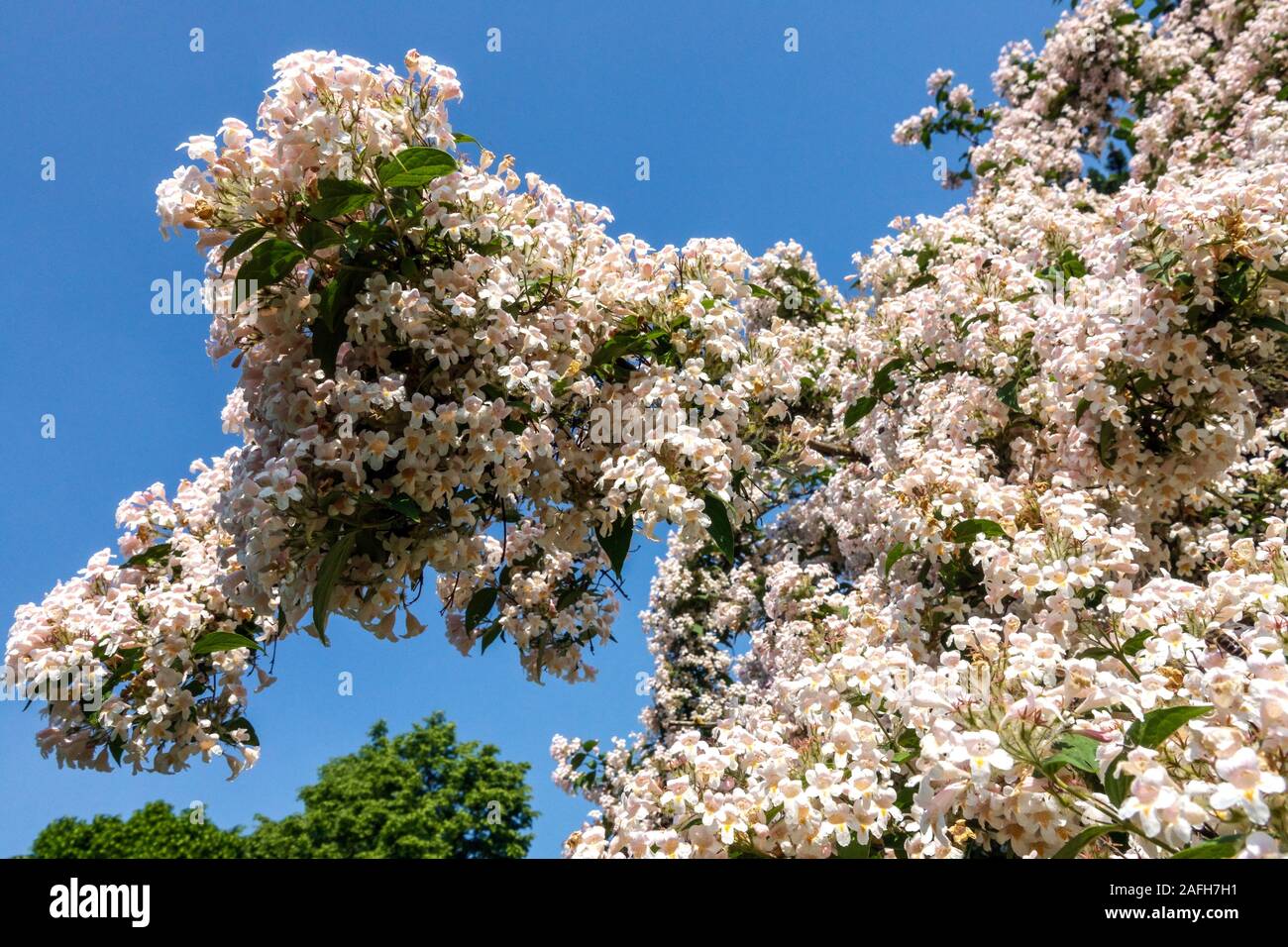 Kolkwitzia amabilis Stock Photo