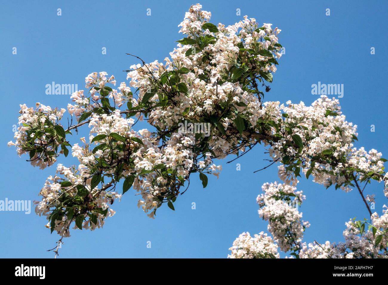 Kolkwitzia amabilis Stock Photo