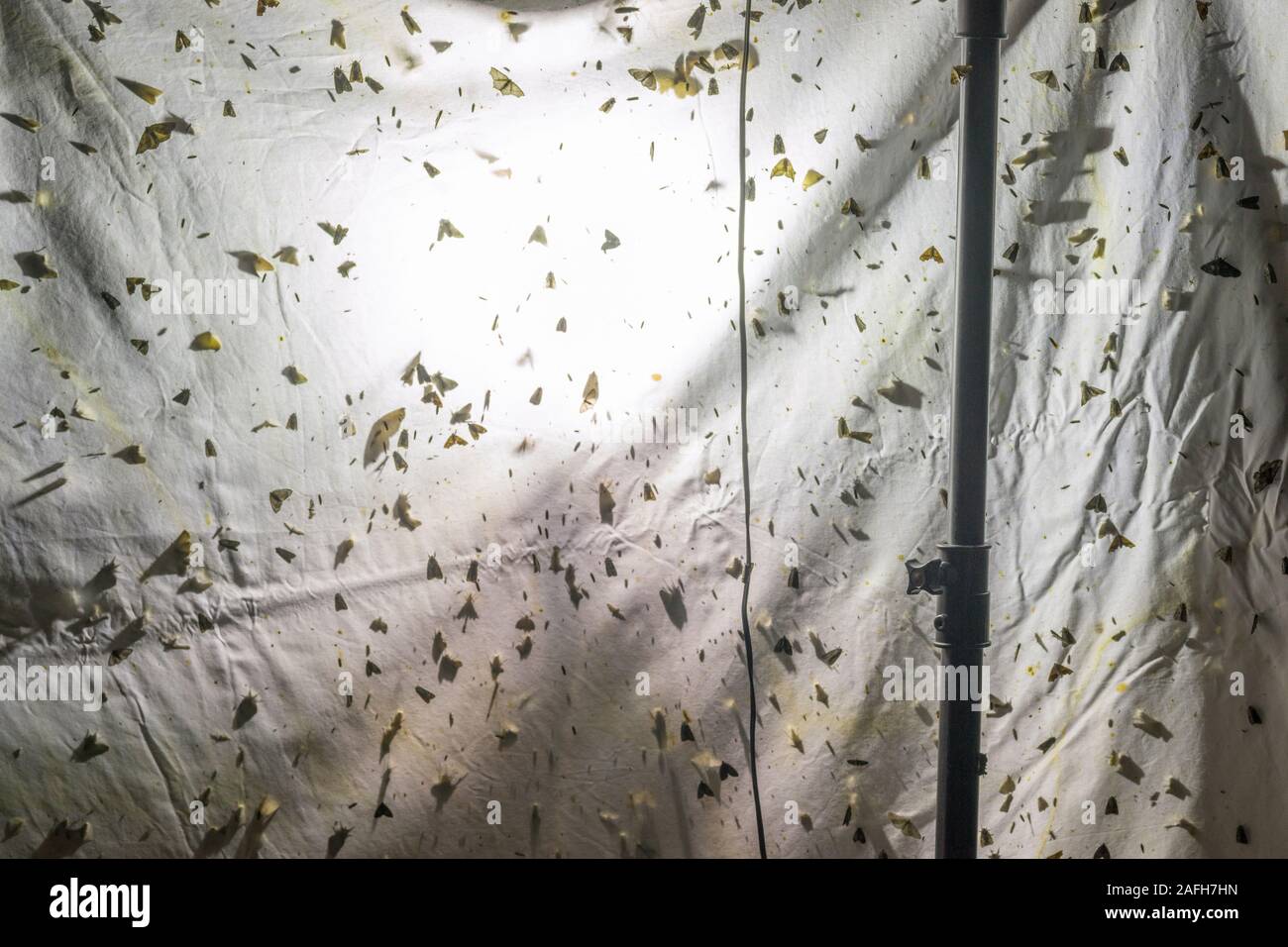 Moths attracted to light hires stock photography and images Alamy