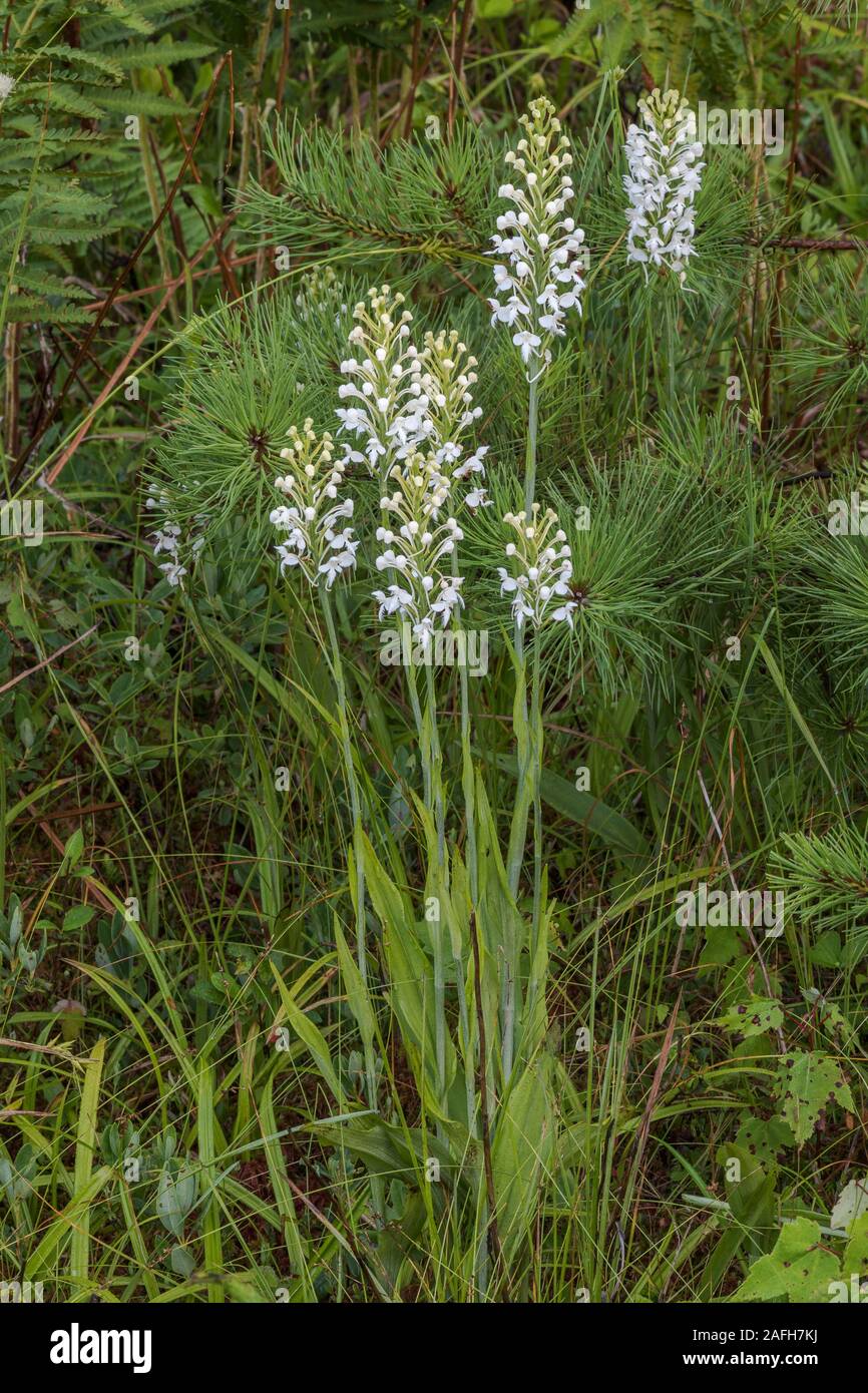 White-fringed Orchid (Platanthera blephariglottis) Growing in sphagnum. Note the Pitch Pine in the background.  Pennsylvania, summer. Stock Photo