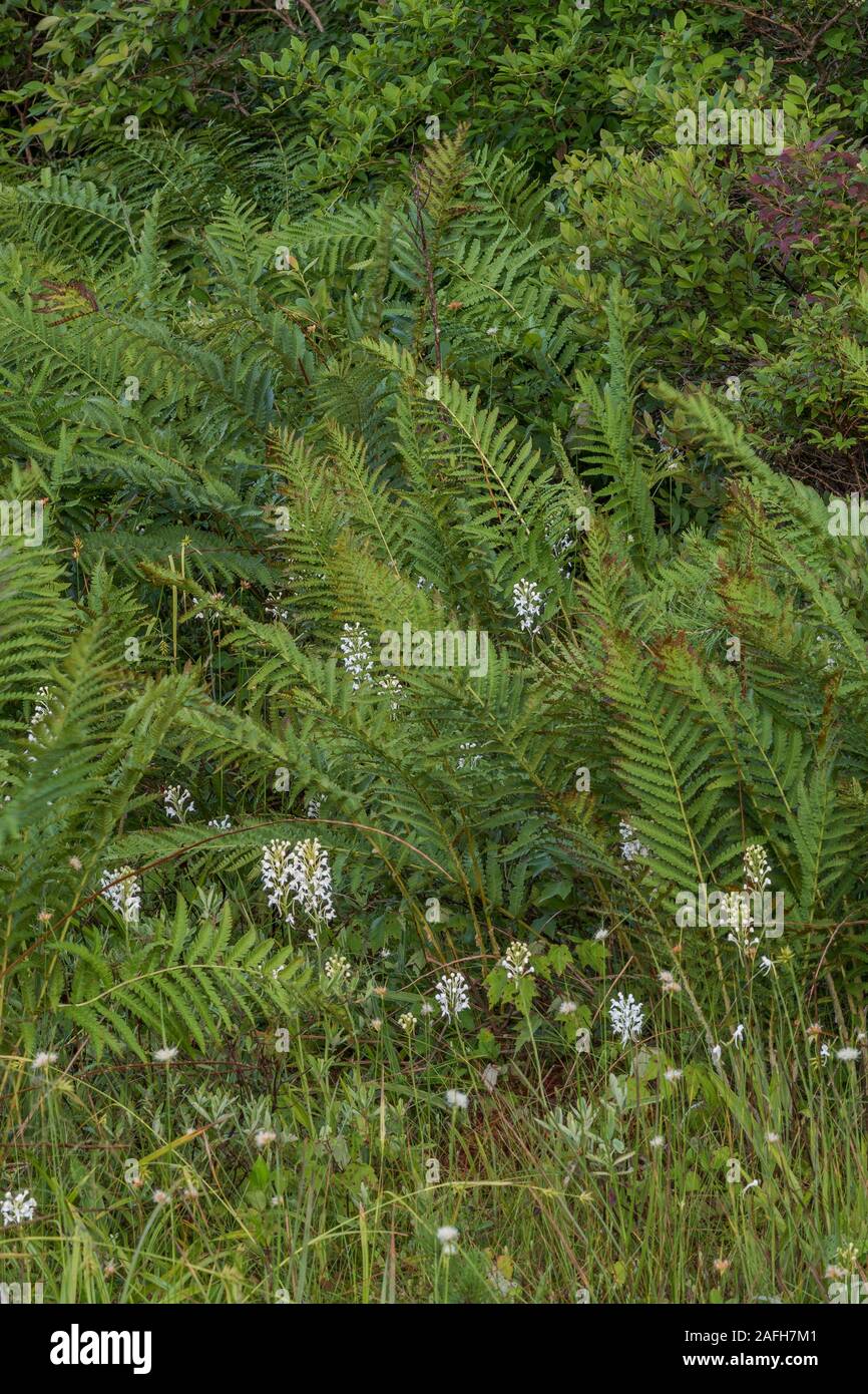 White-fringed Orchid (Platanthera blephariglottis) Growing in sphagnum bog and acidic seep habitat.  Pennsylvania, summer. Stock Photo