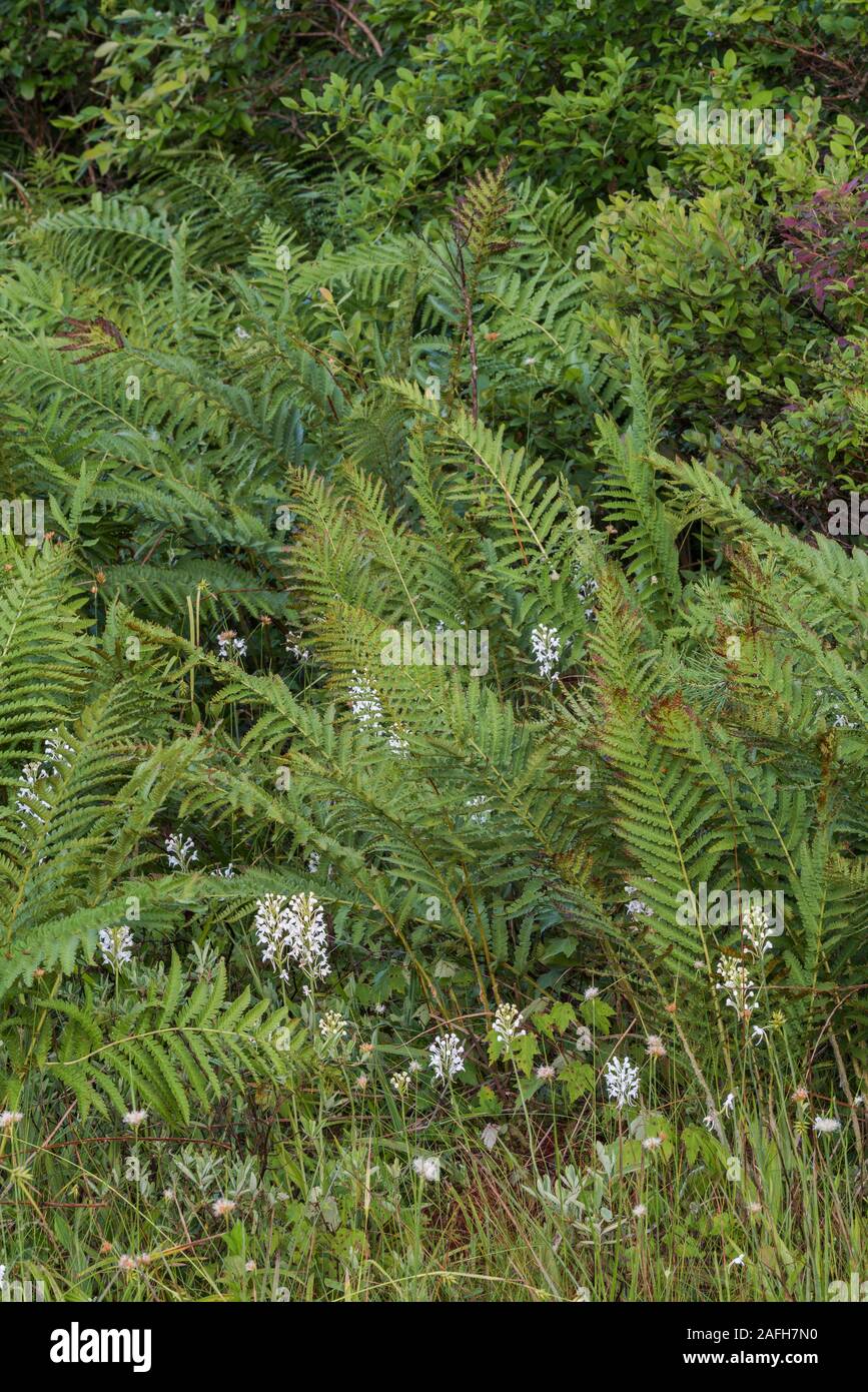 White-fringed Orchid (Platanthera blephariglottis) Growing in sphagnum bog and acidic seep habitat.  Pennsylvania, summer. Stock Photo