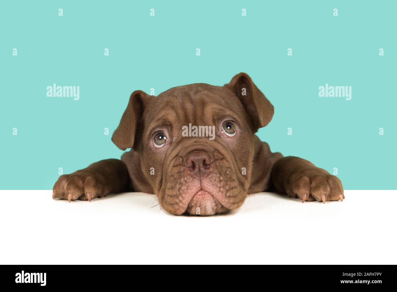 Cute old english bulldog puppy head down on a table looking at camera on a blue background Stock Photo