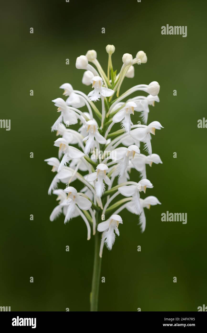 White-fringed Orchid (Platanthera blephariglottis)  Infloresense in full bloom in acidic seep, sphagnum bog habitat.   Pennsylvania, summer. Stock Photo