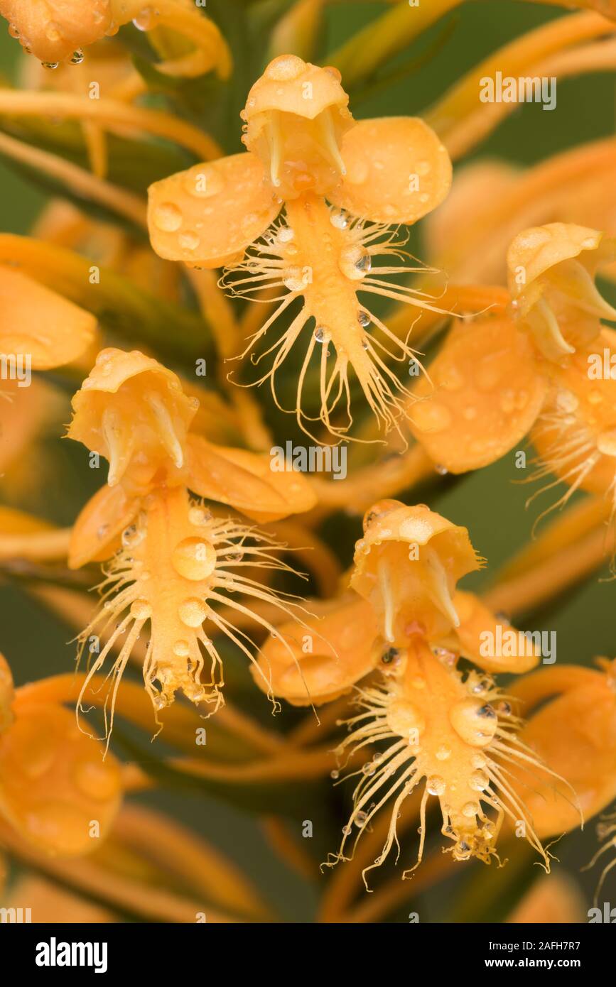Yellow-fringed Orchids (Platanthera ciliaris) Macro photo showing details of individual flower(s). Blooming in sphagnum in acidic seep. Pennsylvania, Stock Photo