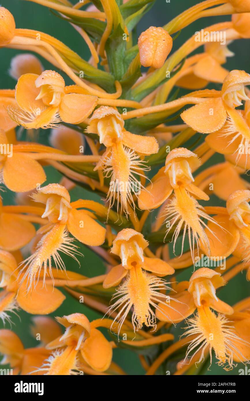 Yellow-fringed Orchids (Platanthera ciliaris) Macro photo showing details of individual flower(s). Blooming in sphagnum in acidic seep. Pennsylvania, Stock Photo