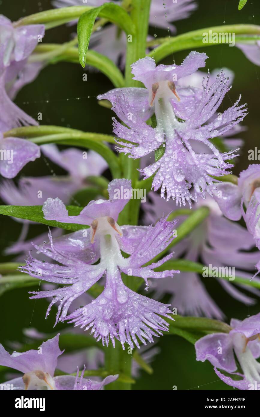 Large Purple Fringed Orchid (Platanthera grandiflora) Flowers with raindrops after early summer thunderstorm. Pennsylvania, summer. Stock Photo