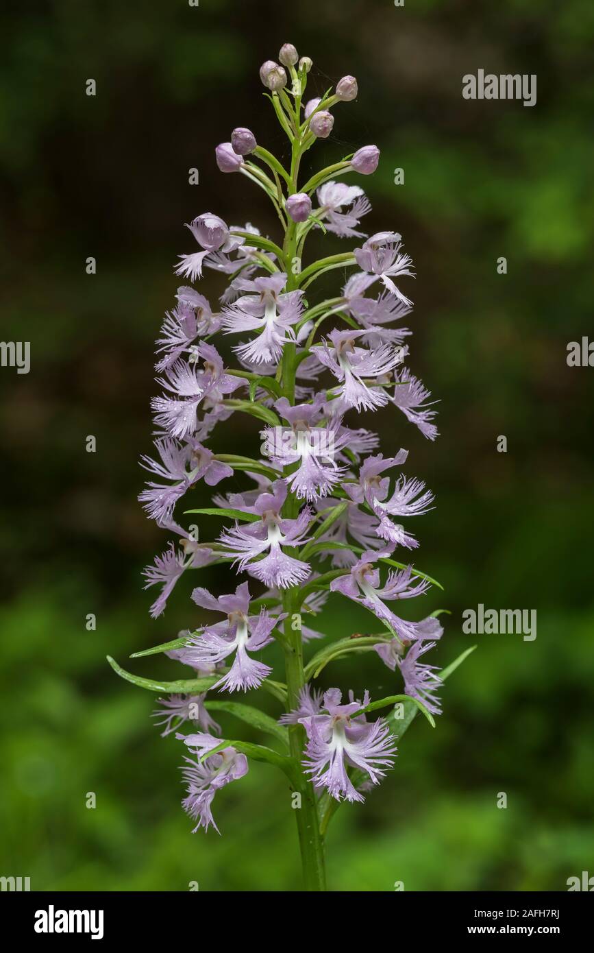 Large Purple Fringed Orchid (Platanthera grandiflora) Raceme after early summer thunderstorm. Pennsylvania, summer. Stock Photo