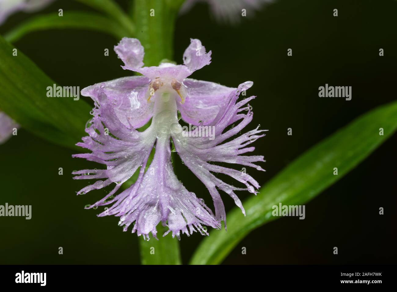 Large Purple Fringed Orchid (Platanthera grandiflora) Flower with raindrops after early summer thunderstorm. Pennsylvania, summer. Stock Photo