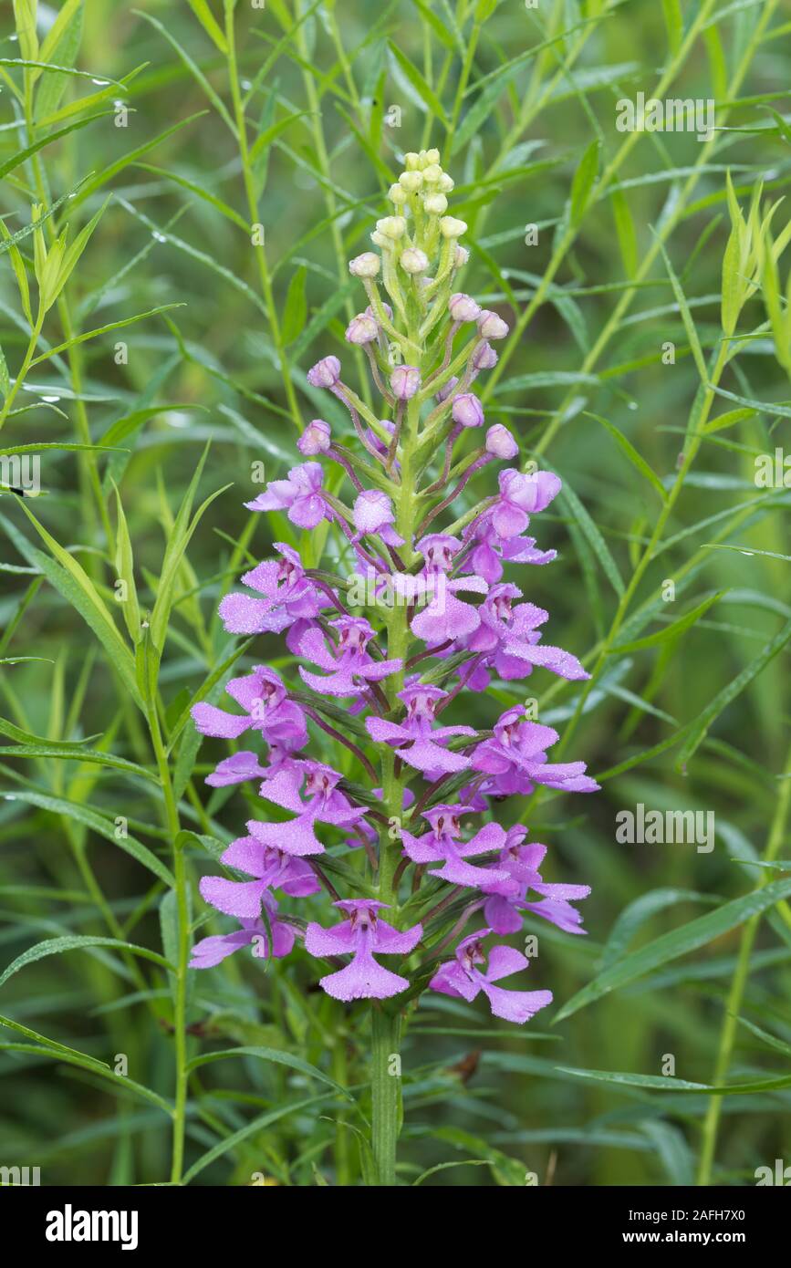 Purple Fringeless Orchid (Platanthera peramoena) Dew covered in early morning. Pennsylvania, summer. Stock Photo