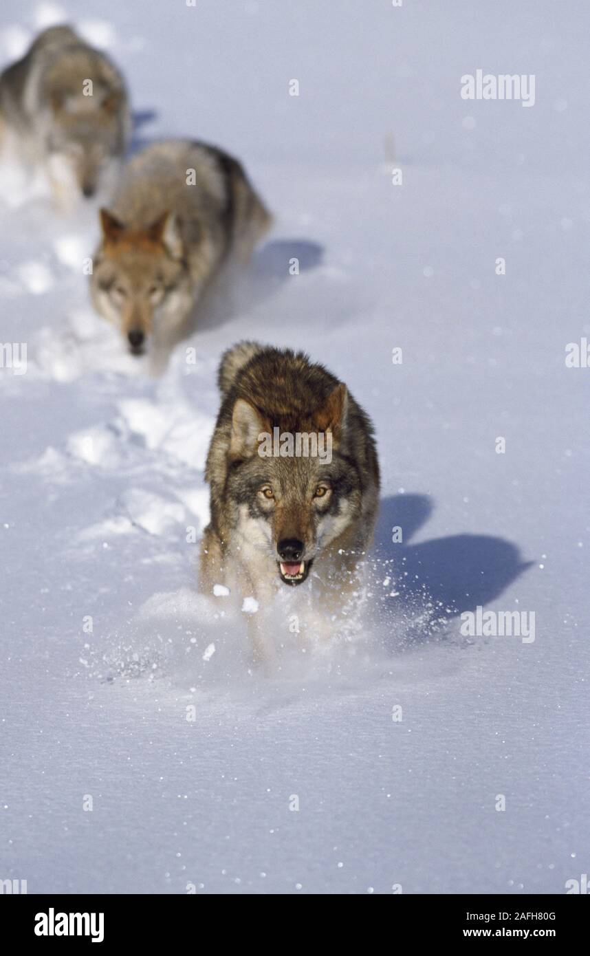 Gray Wolves running across, snow covered, frozen lake in winter. Stock Photo
