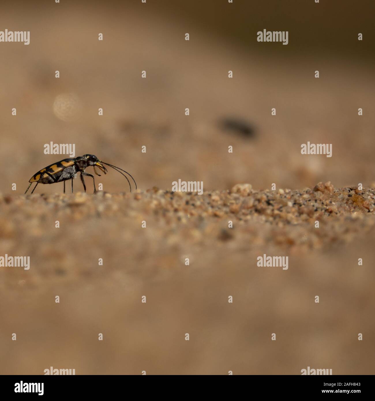 Small bug macro over the sand grains Stock Photo
