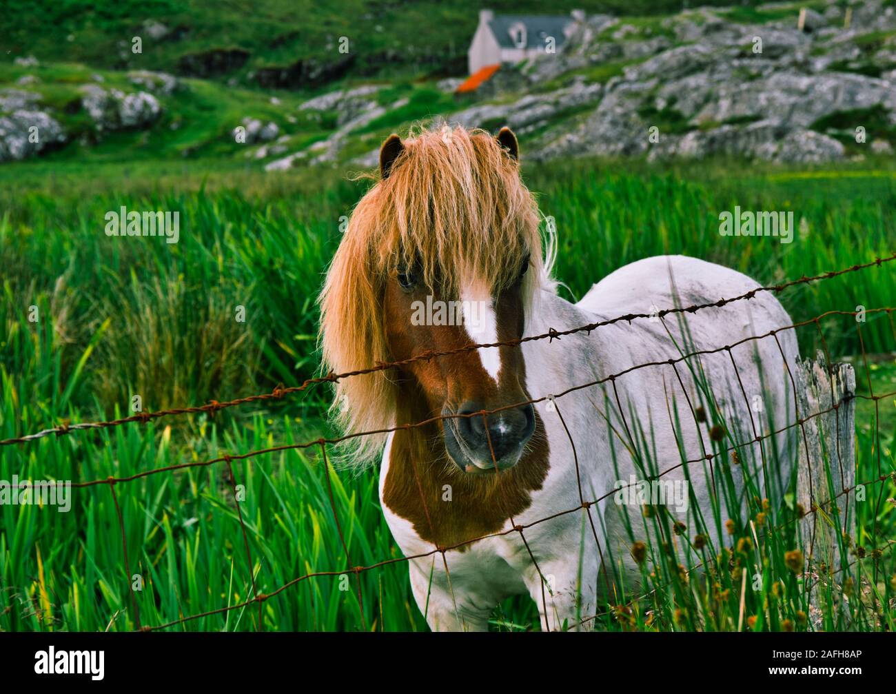 Shetland pony standing next to barbed wire fence, Isle of Harris, Outer Hebrides, Scotland Stock Photo