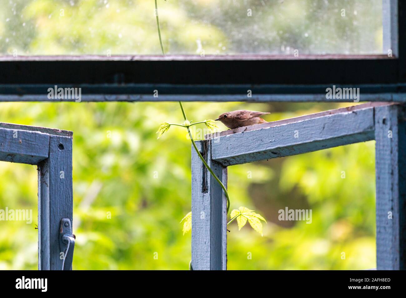 little bird looks out the window of an abandoned house Stock Photo