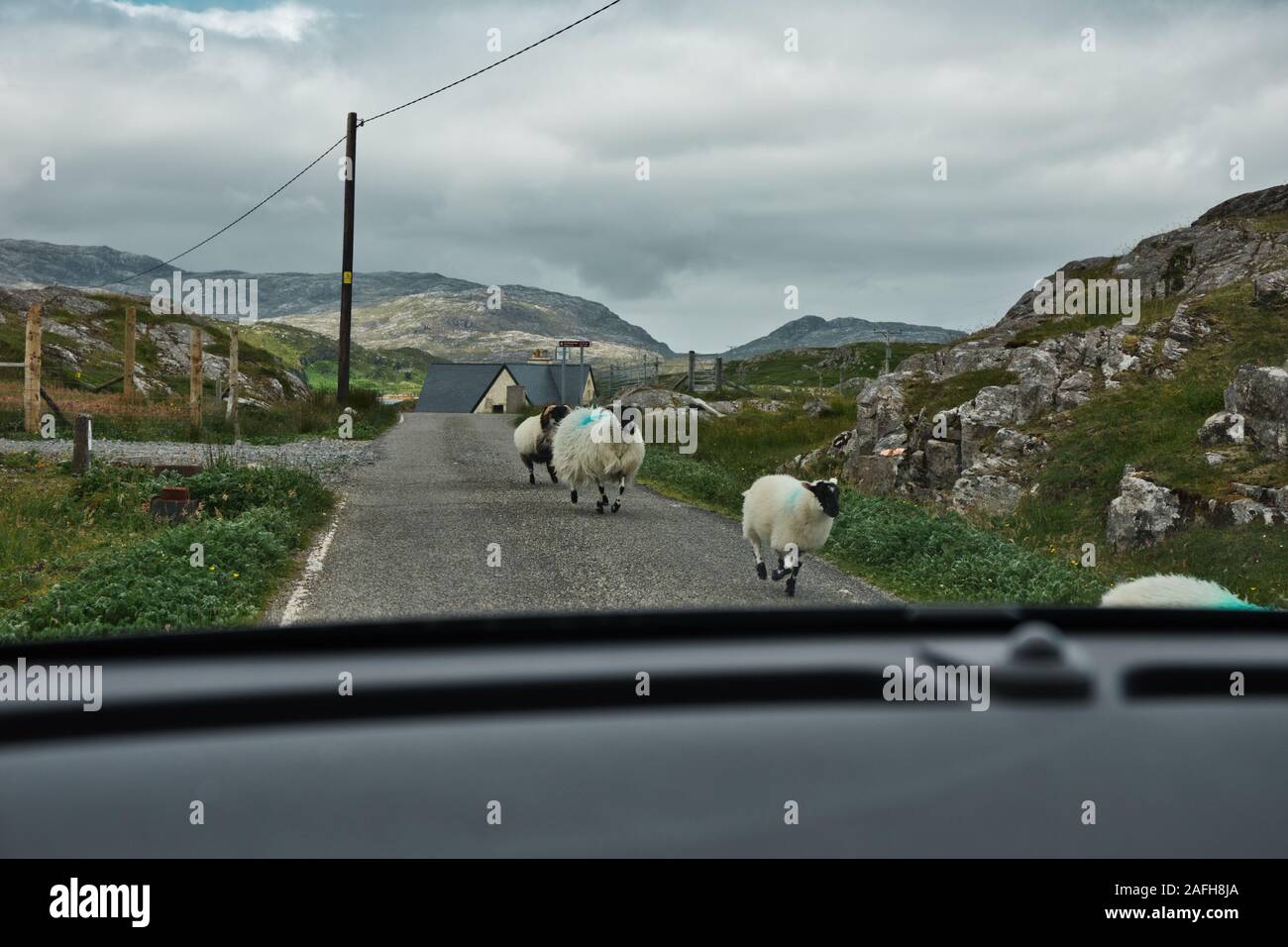 Sheep walking on single track road seen through car windscreen, Isle of Lewis and Harris, Outer Hebrides, Scotland Stock Photo