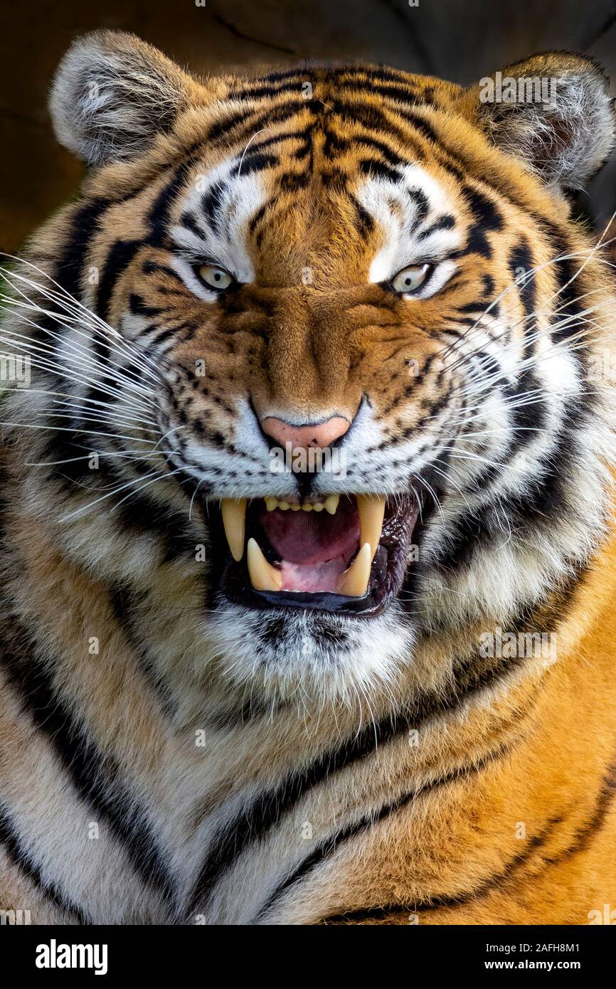 angry tiger close-up Stock Photo - Alamy
