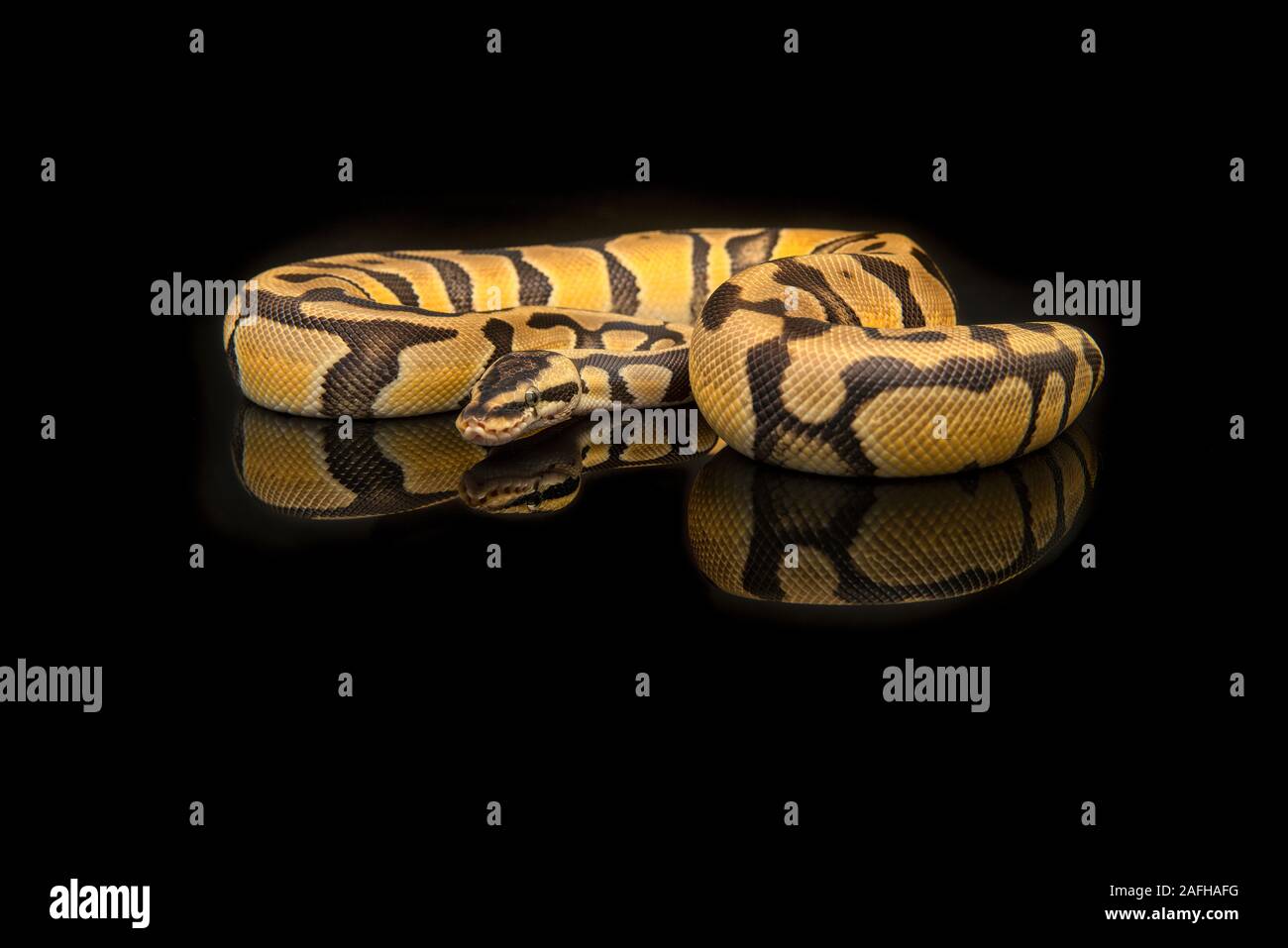 Pretty king python snake on a black background with reflection Stock Photo